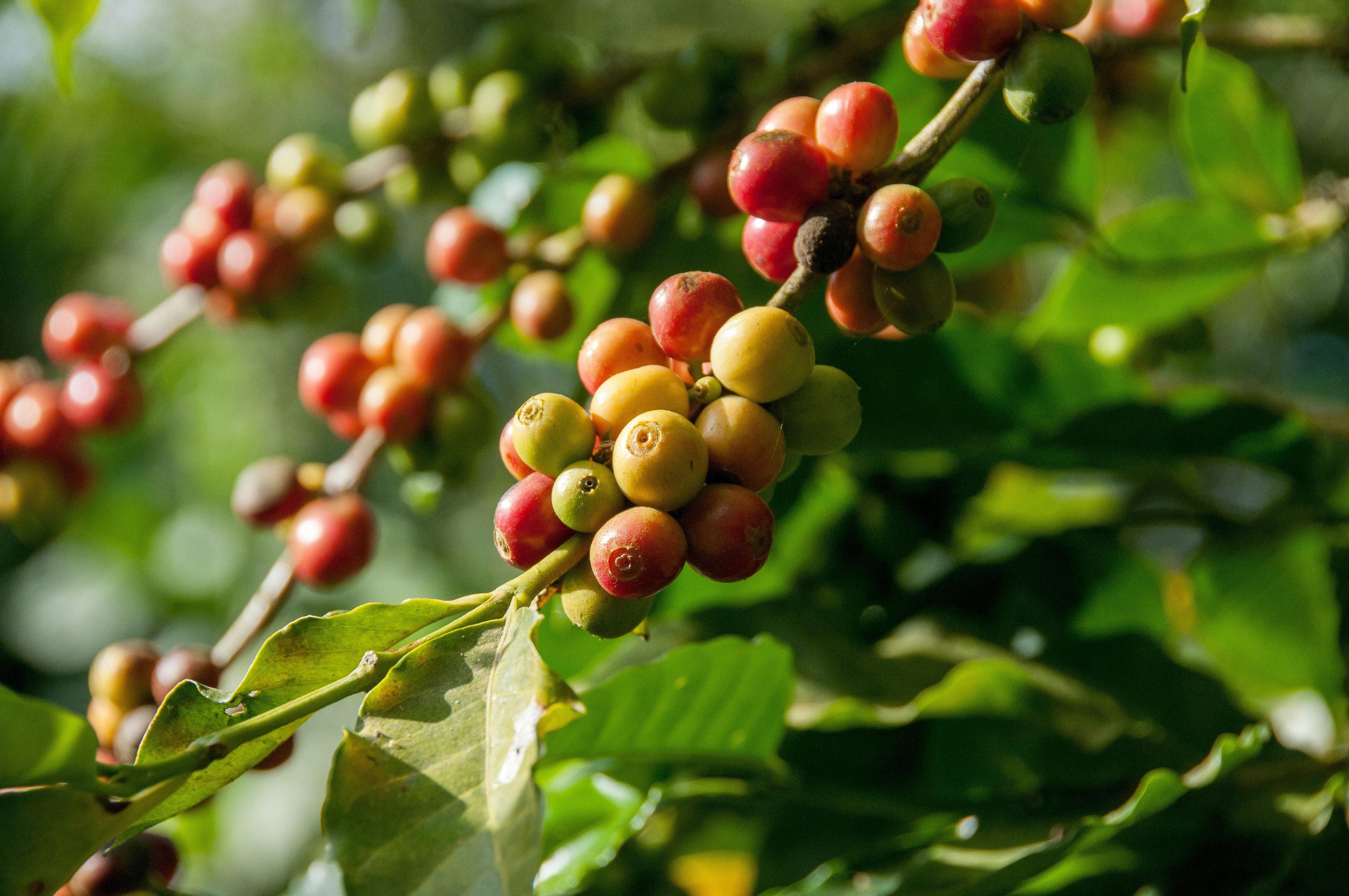 coffee cherries