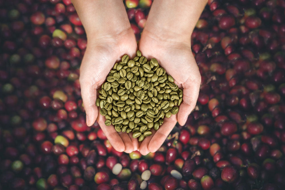 green coffee beans